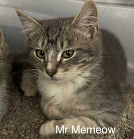 Photo of Mr. Memeow