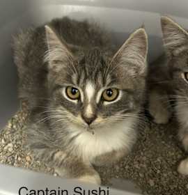 Photo of Captain Sushi