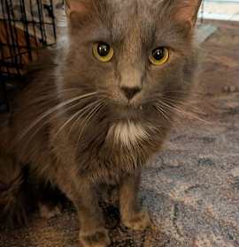 Photo of Smoke (currently @ Cupboard Maker Books)