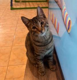 Photo of Oreo and Mango