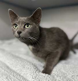 Photo of Moonlight (Mama Cat)