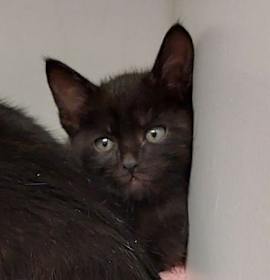 Photo of Bonfire (Onyx)