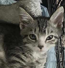 Photo of Sully 10.6.25