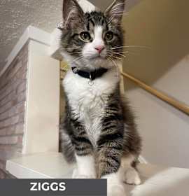 Photo of Ziggs