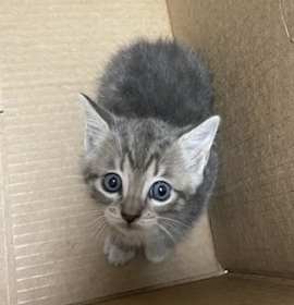 Photo of NINJA TURTLE