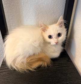 Photo of Rsmd Flamepoint