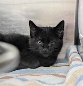 Photo of Collier Blue (Noir)