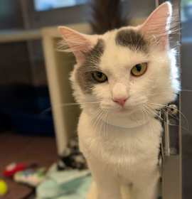 Photo of Eldan 61030