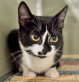 Photo of Oreo Cakester