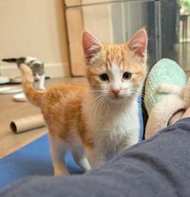 Photo of Pumpkin Pie