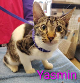 Photo of Yasmin