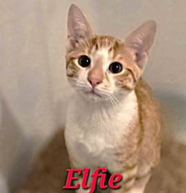 Photo of Elfie
