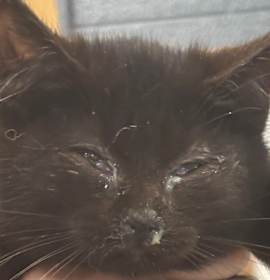 Photo of Drew Lou Who