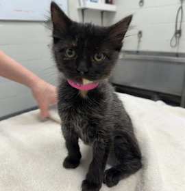 Photo of LAST CHRISTMAS