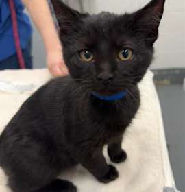 Photo of LITTLE ST NICK