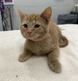 Photo of CAROL OF THE BELLS