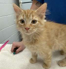 Photo of BLUE CHRISTMAS