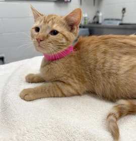 Photo of HOLLY JOLLY