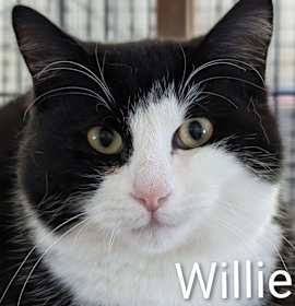 Photo of Willie