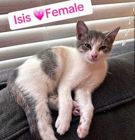 Photo of Isis