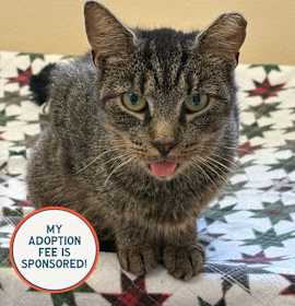 Photo of BLT-IN FOSTER