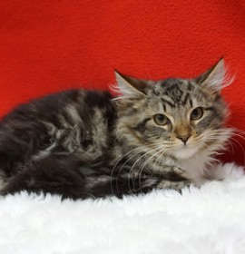 Photo of Birk n Stock