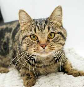 Photo of Figgy Pudding