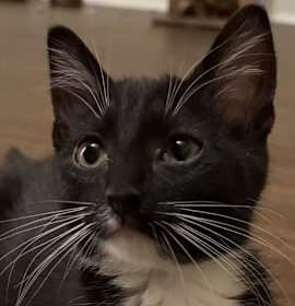 Photo of Falafel DHH