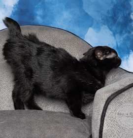 Photo of Willow - Adopted