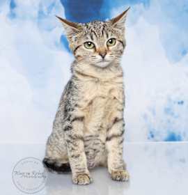 Photo of Clove - Adopted