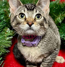 Photo of Sugar Glyder