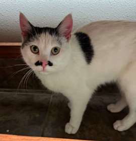 Photo of Professor Biscuit