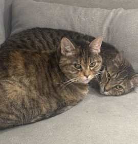 Photo of Bitsi (must be adopted as part of a pair w/Bud)