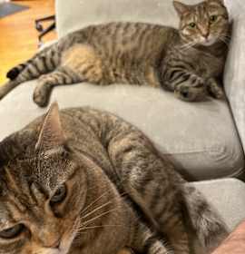 Photo of Bud (must be rehomed together w/Bitsi)