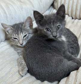 Photo of Joy & Merry - BONDED SISTERS