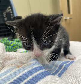 Photo of VENUS DE MILO