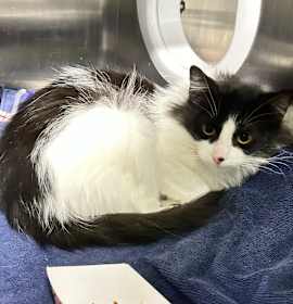 Photo of Wood Sprite