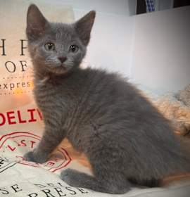 Photo of Antonia Lofaso