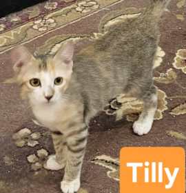 Photo of Tilly(Mall of NH)