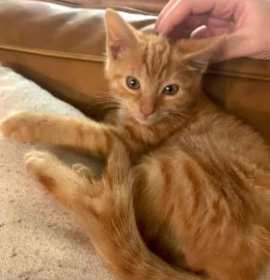 Photo of Orange Boy (FELV+)