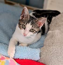 Photo of Peppermint 25-7052