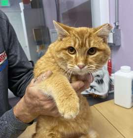 Photo of Sunbeam (bonded to Baron)