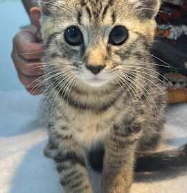 Photo of 656550 Echo