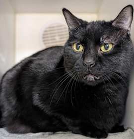 Photo of *PURRFESSOR