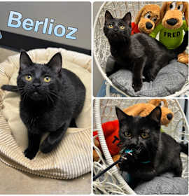 Photo of Berlioz