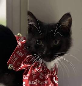 Photo of Jolene Nectarine