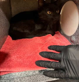 Photo of Avery-Rescue Only