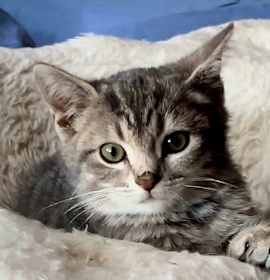 Photo of KITTEN BENTLEY