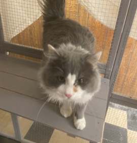 Photo of Mothra - SPECIAL NEEDS - FELUK +