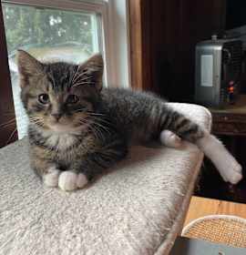 Photo of Rousseau OBCR-1762